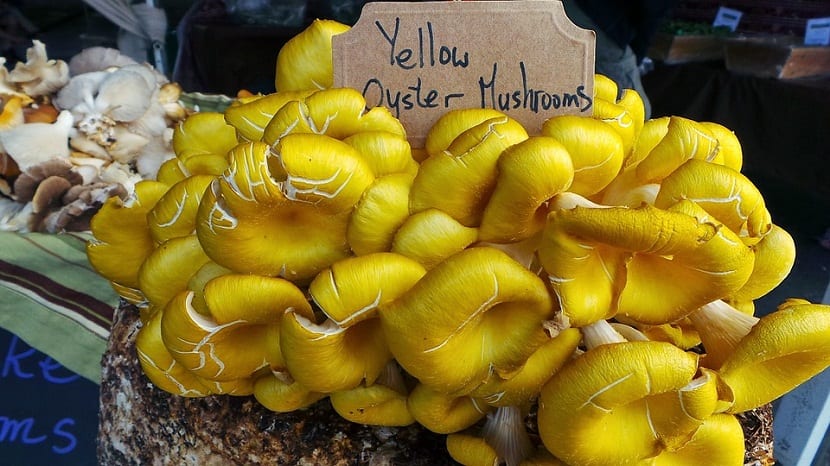 Cultivo del Pleurotus eryngii
