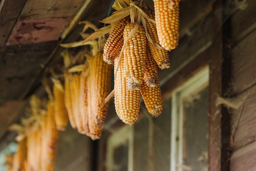 Maíz dulce: siembra, cultivo y punto de cosecha