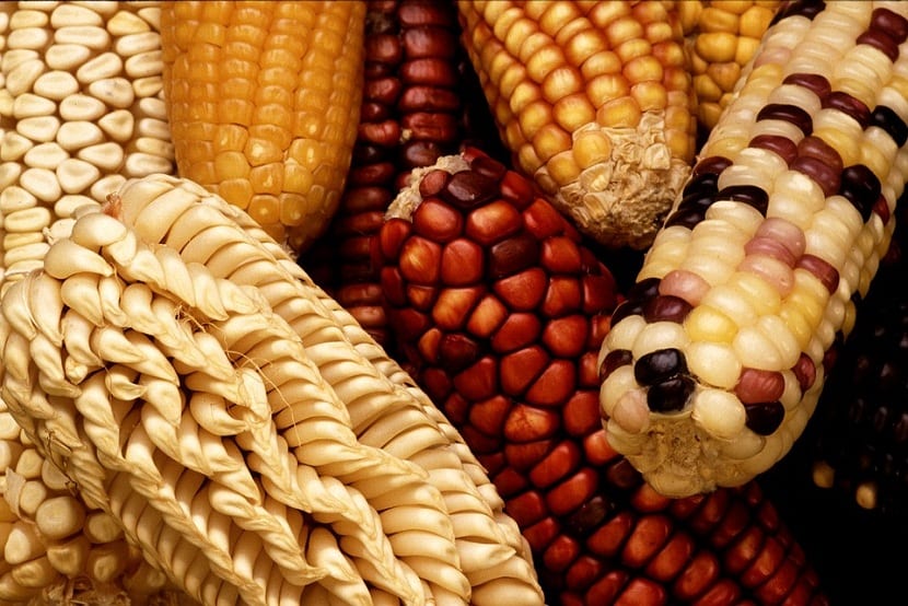 cultivar y cosechar maiz dulce
