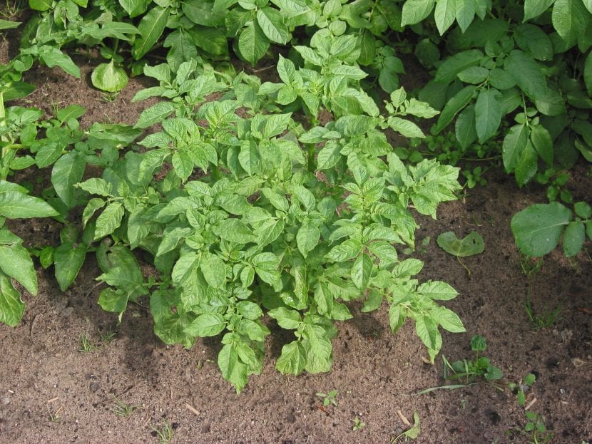Tubérculos de Solanum tuberosum listos para la siembra