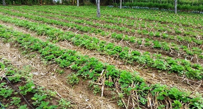 Rotación de cultivos en el huerto: familias, ciclos y errores
