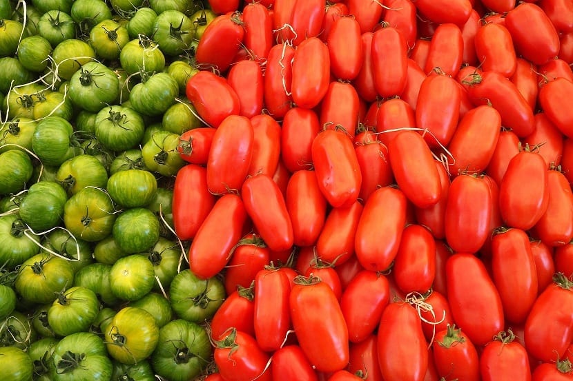 solanaceas pimientos