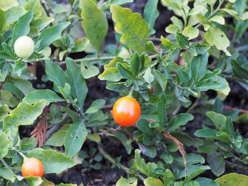 Vista del Solanum pseudocapsicum