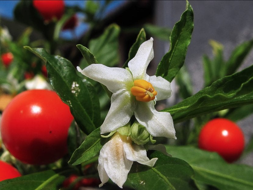 Vista de la flor y fruto del Solanum