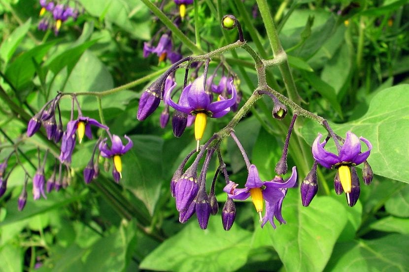 Vista del Solanum dulcamara