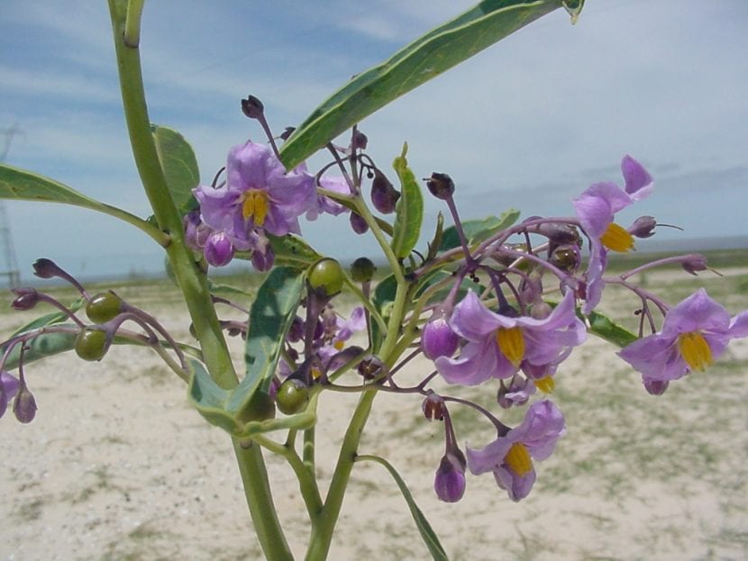 Solanum malacoxylon, una hierba