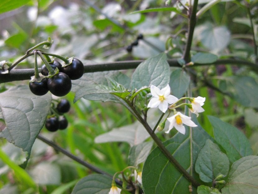 Vista del Solanum nigrum