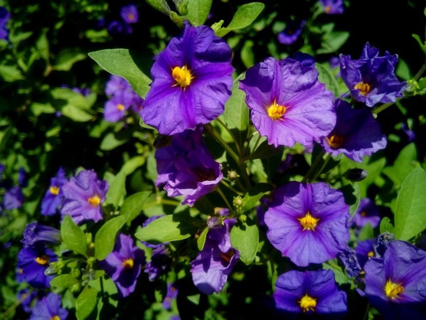 Vista del Solanum rantonnetii