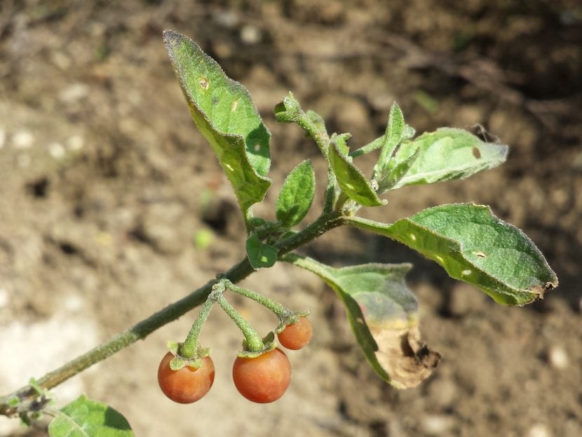 El Solanum villosum es una hierba