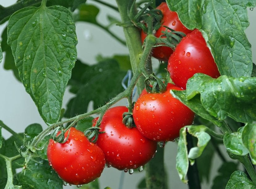 Las tomateras son fáciles de cuidar