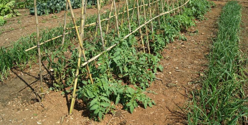 Plantación de tomates en un huerto