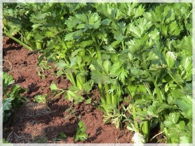Terrón de suelo arcilloso agrietado por la sequía