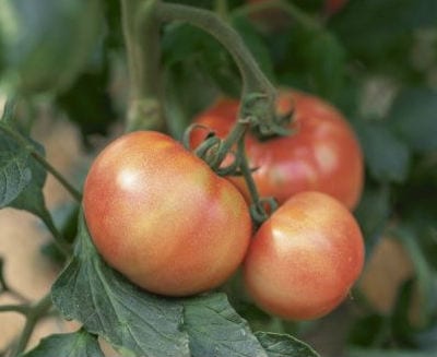 Suelo ideal para cultivar: textura, pH, drenaje y enmiendas