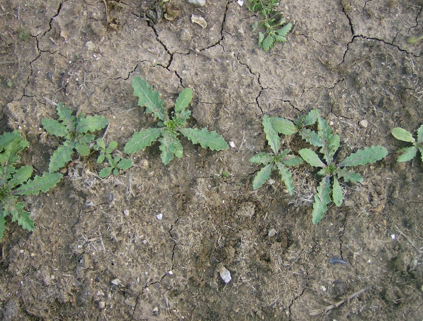 Tagarninas y su cultivo