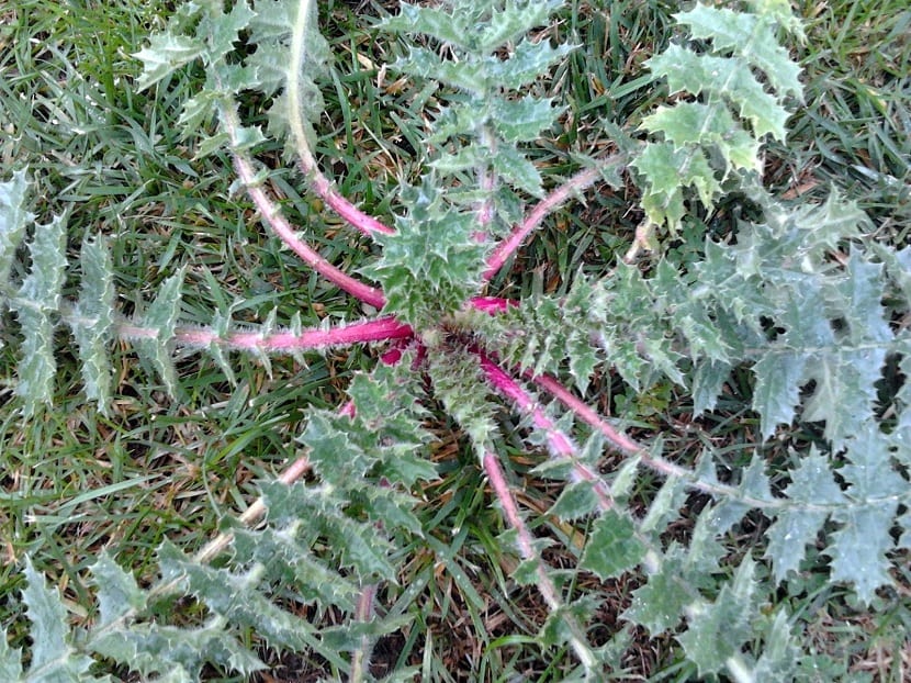 Tagarninas: cómo identificarlas, recolectarlas y cultivarlas