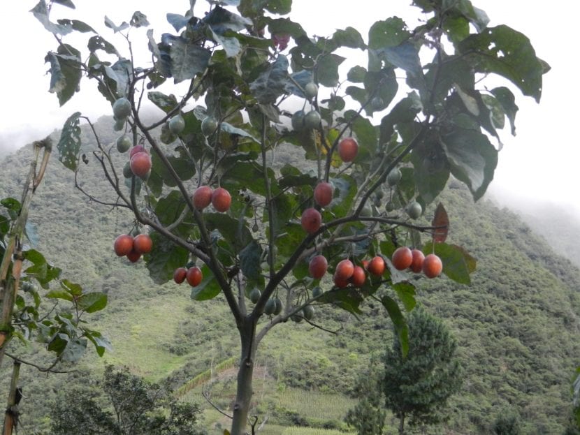Vista de la planta Solanum betaceum