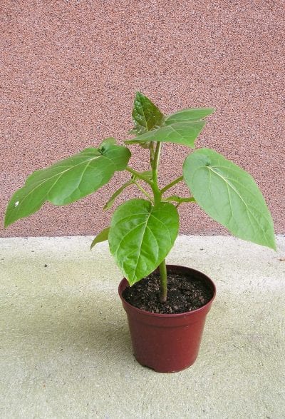 Tamarillo