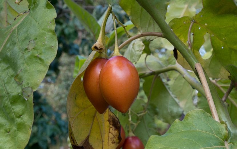 Tomate de árbol