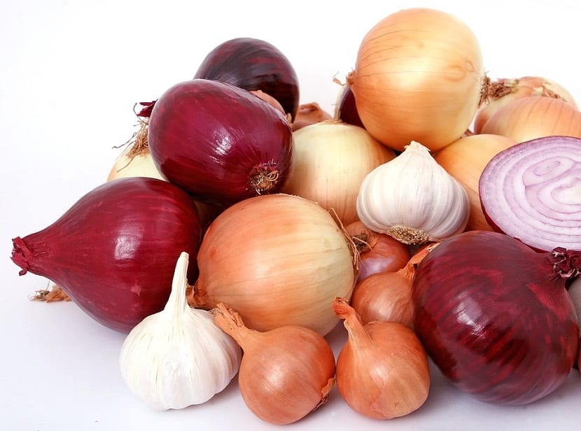 Tipos de cebolla: variedades, siembra y conservación