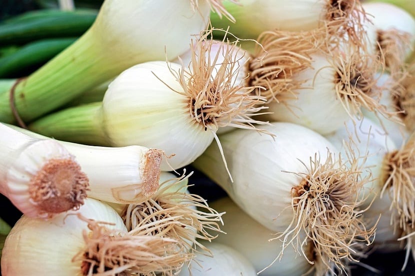 manojo de cebolletas o cebollas pequenas