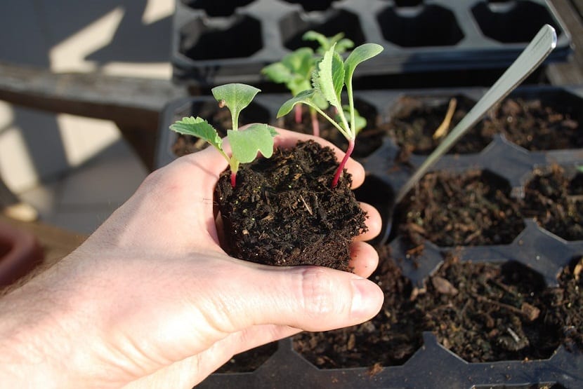 plantar semillas para el huerto urbano