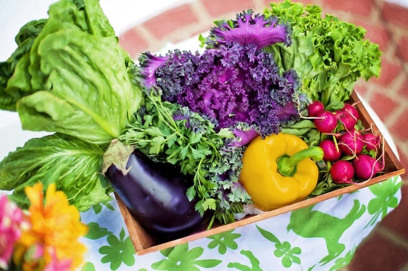 Hortalizas: qué son, tipos y cómo se cultivan