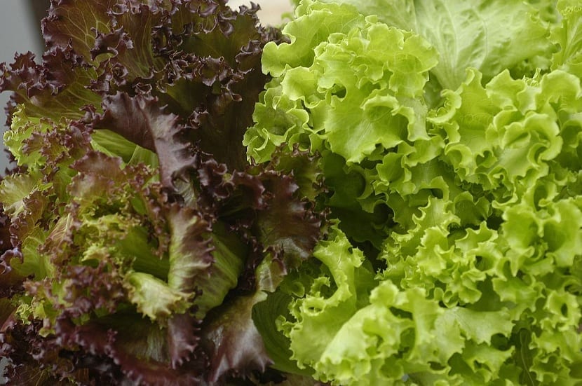 tipos de lechuga