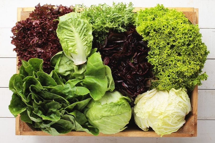variedades de lechuga