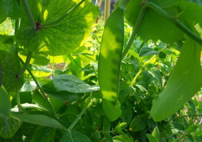 Plantas de tirabeque entutoradas en el huerto
