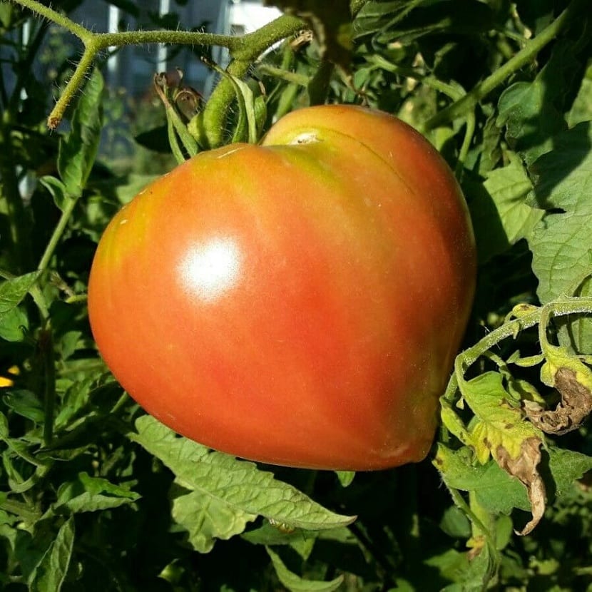 Crecimiento del tomate