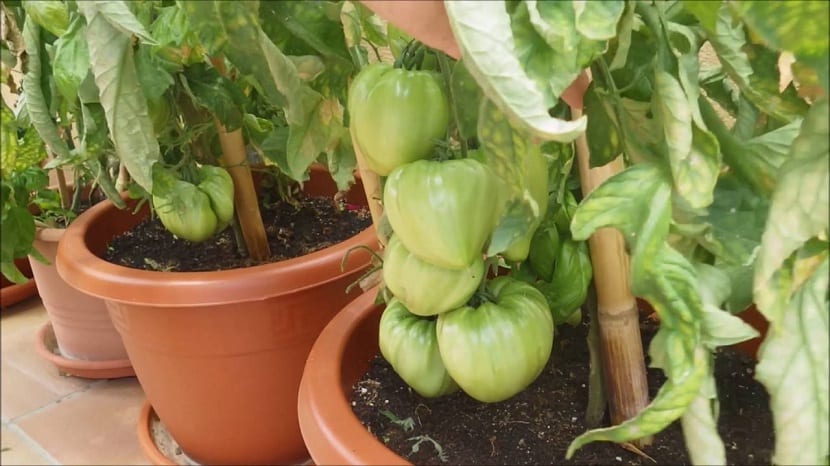 Tomate corazón de buye en plantacion