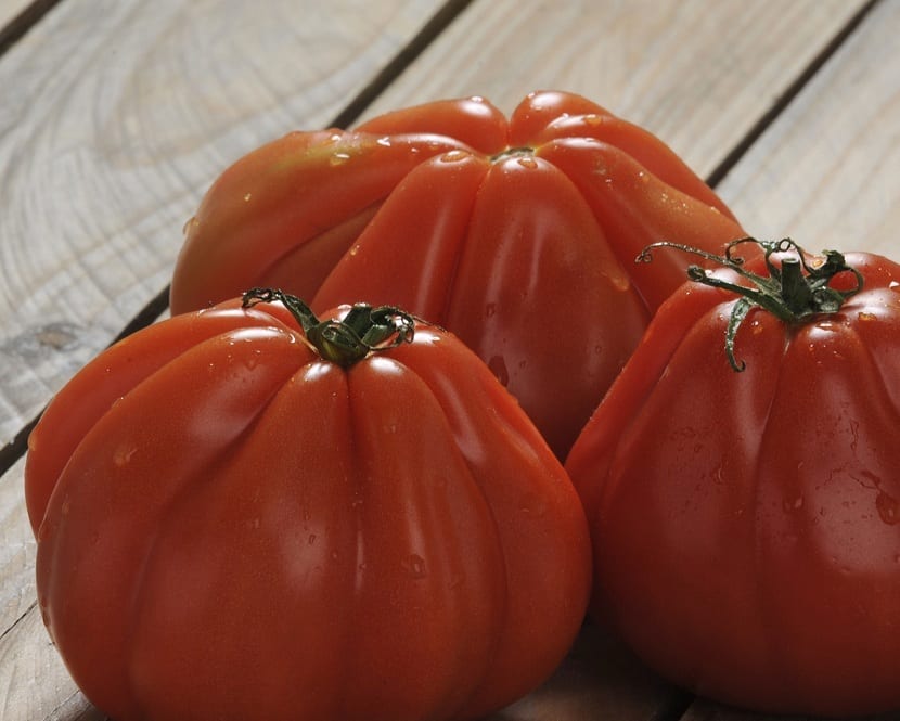 características del tomate