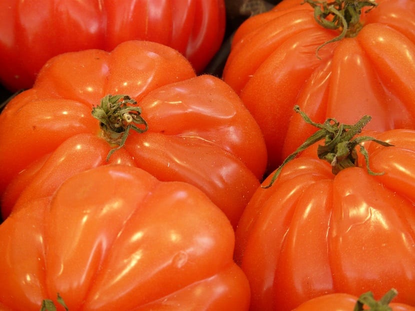 Tomate corazón de buey: características y guía de cultivo