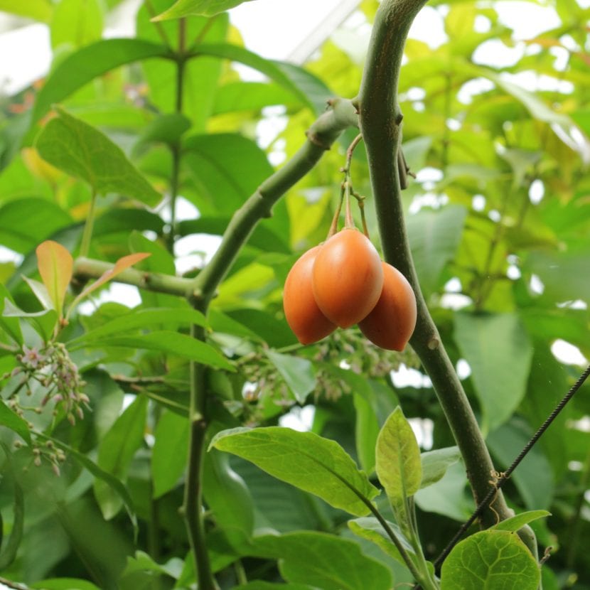 Solanum betaceum