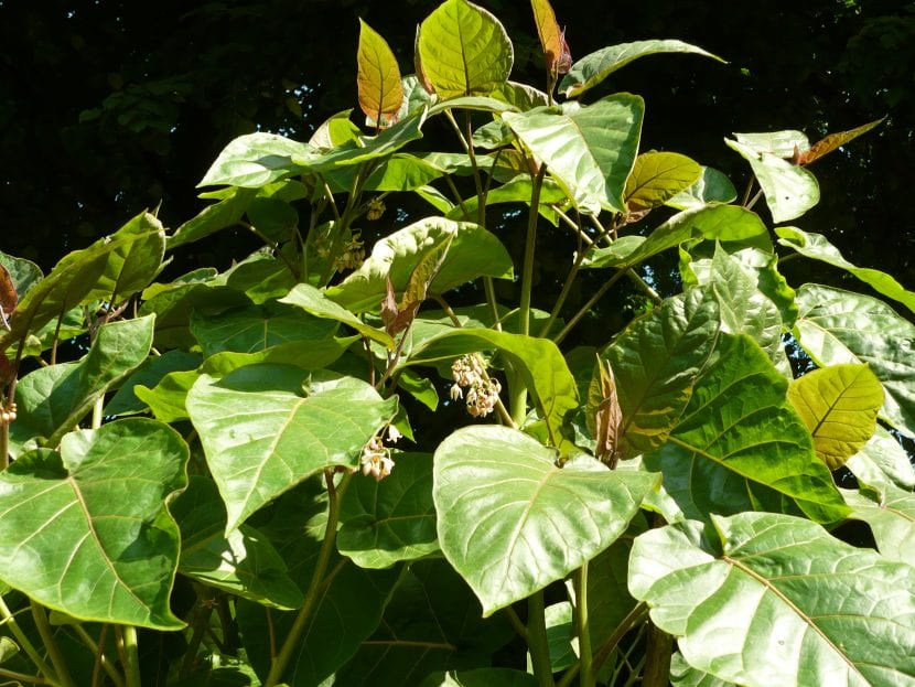 Hojas del tomate de árbol