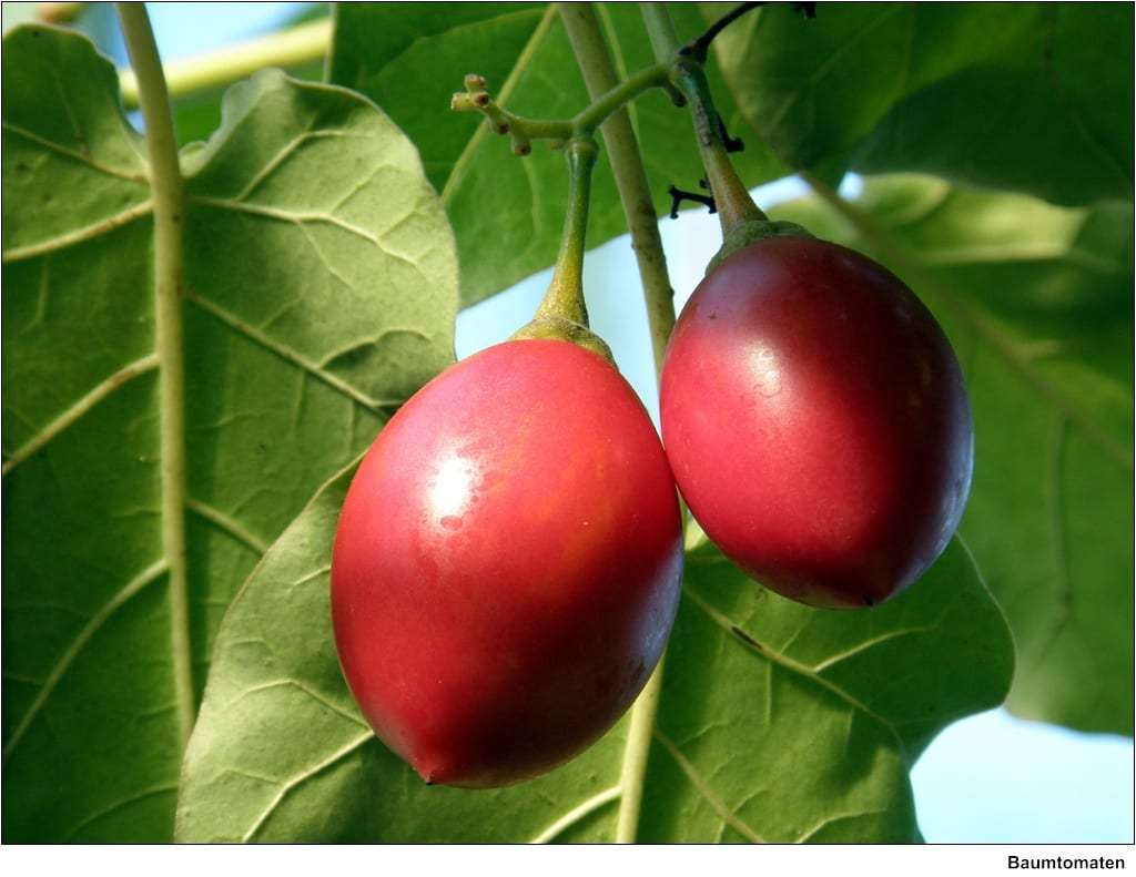 Tomate de árbol: cultivo, clima y poda del tamarillo