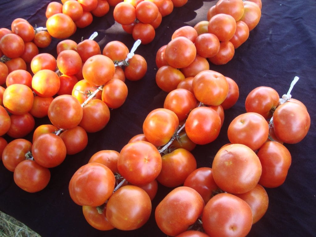 Tomate de colgar: cultivo, riego justo y conservación