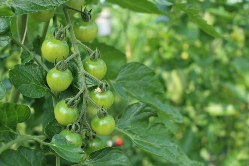 Tomatera