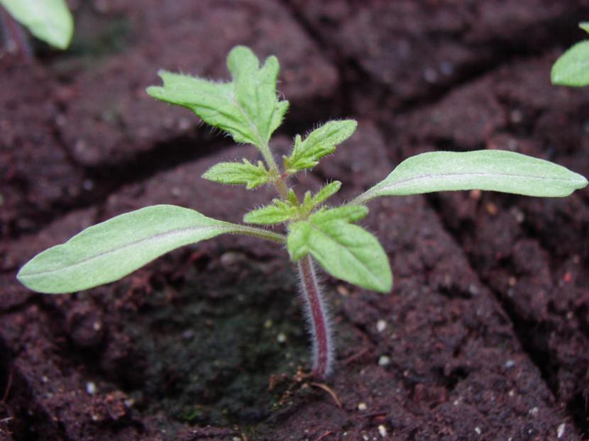 Tomatera joven