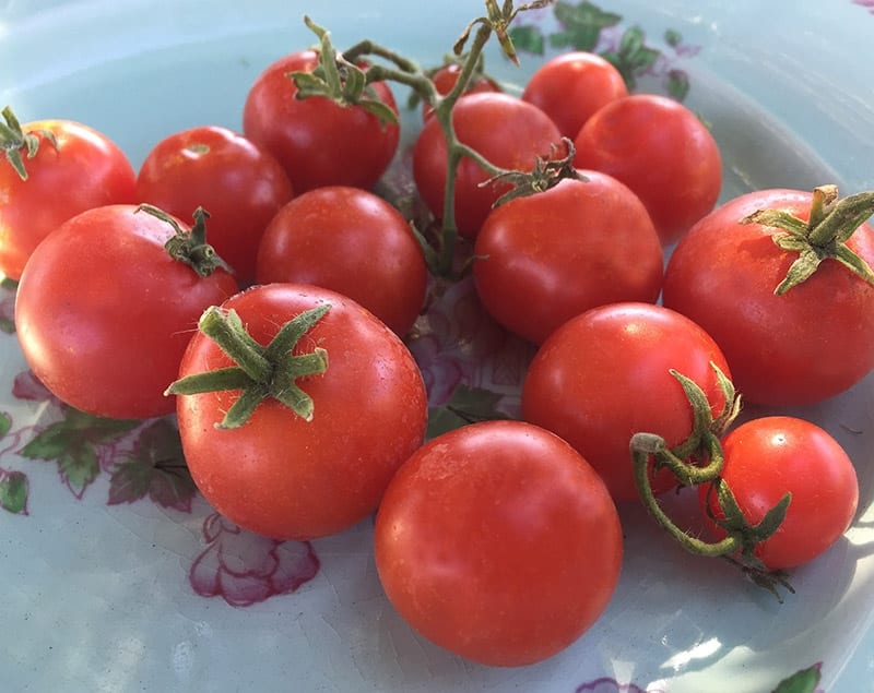Tomate Robin: cómo cultivarlo paso a paso en el huerto