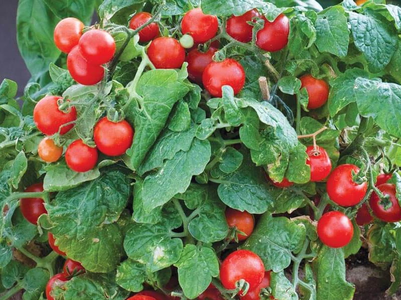Tomate robin en el huerto