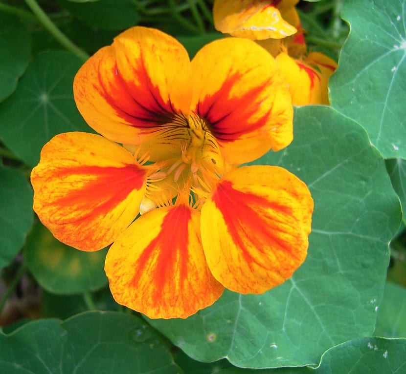 Flor anaranjada de capuchina entre el follaje