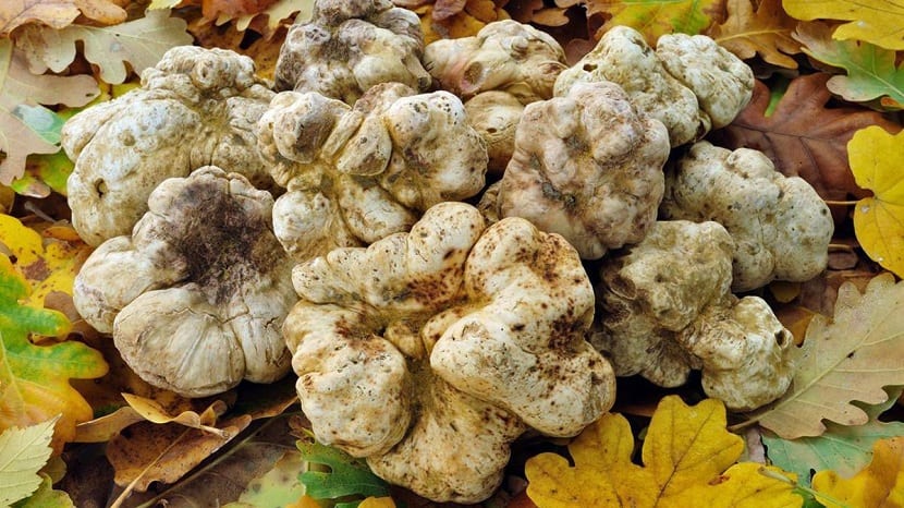 Trufa blanca