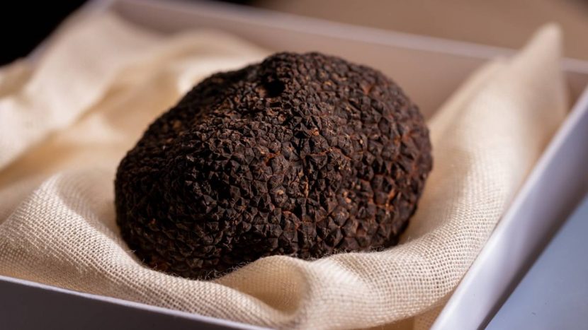 Trufa negra Tuber melanosporum entera