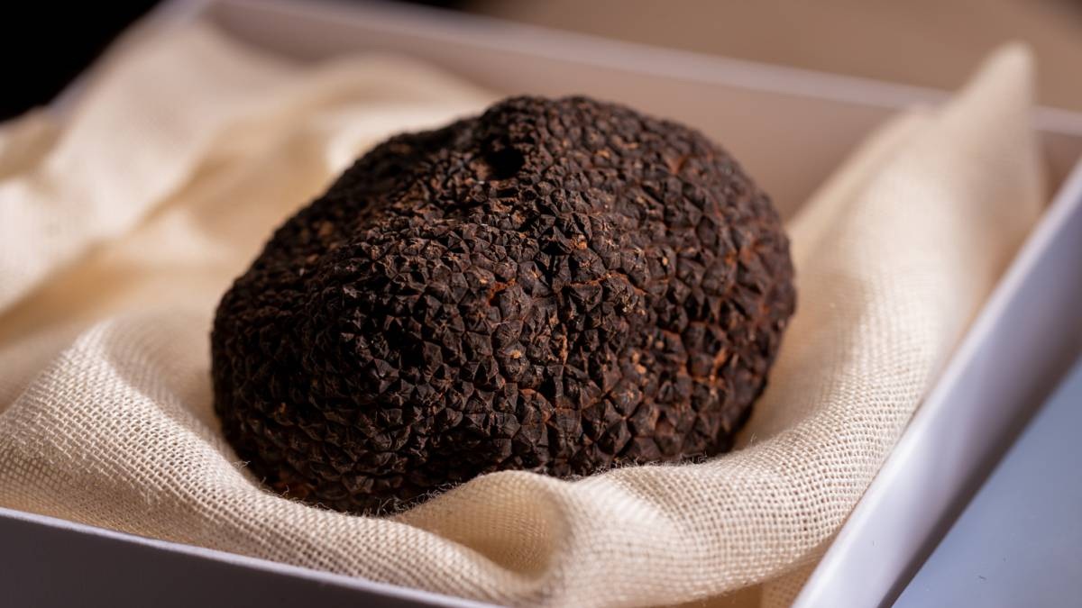Trufa negra o Tuber melanosporum