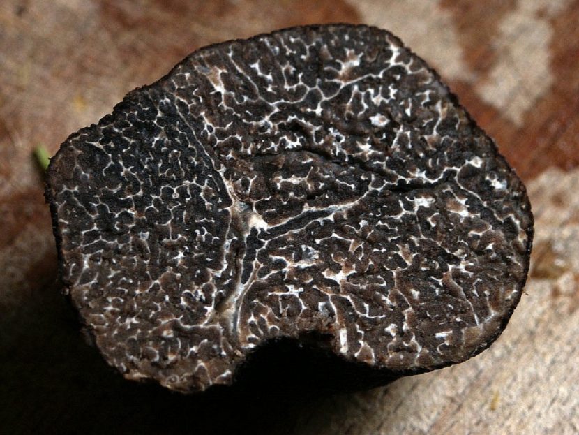 Trufa negra partida por la mitad mostrando el veteado blanco