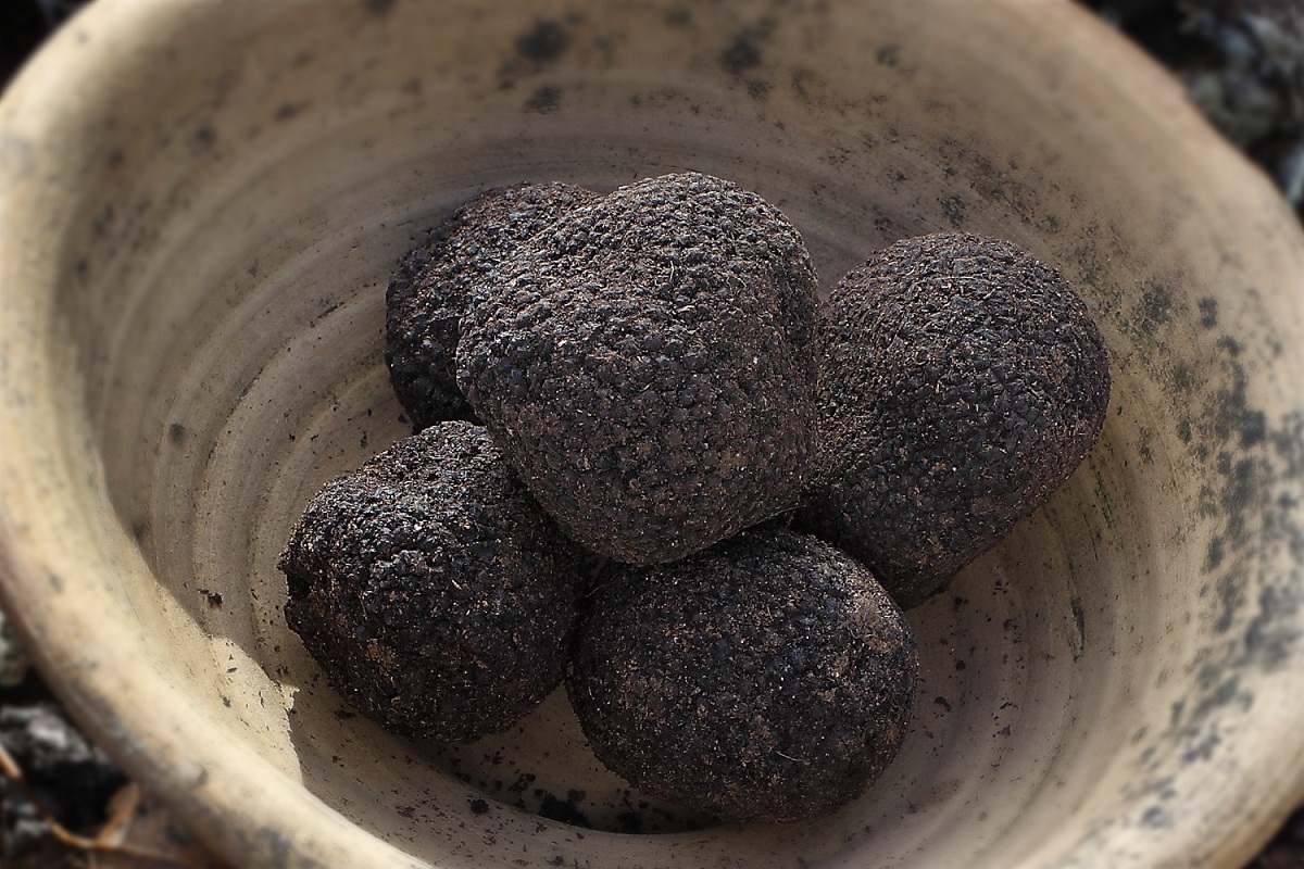 Trufa negra (Tuber melanosporum): cultivo y recolección