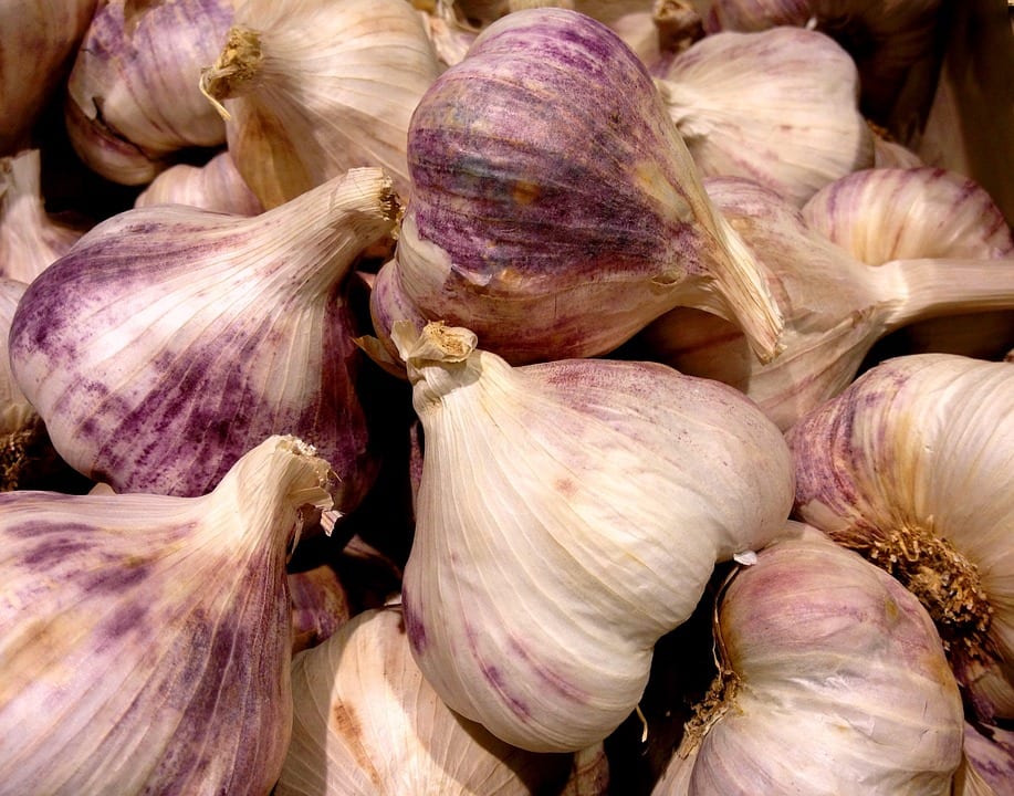 Usos del ajo en el huerto: repelente, fungicida y cultivo