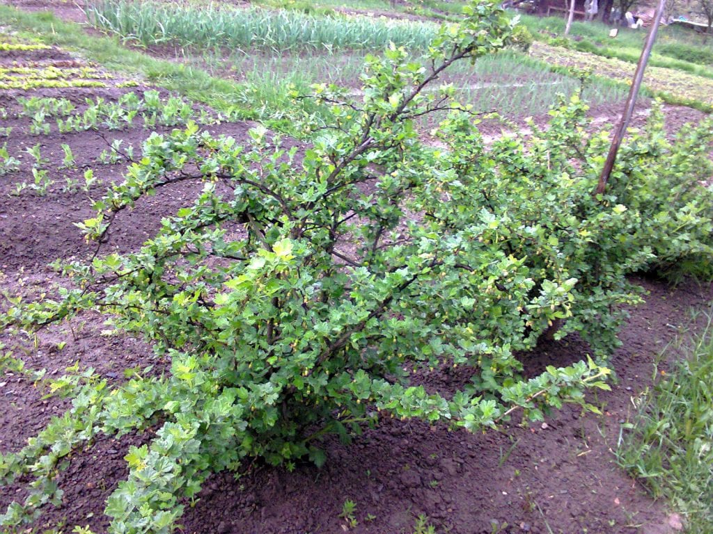 Planta de uva espina