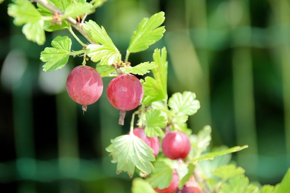 Uva espina (Ribes uva-crispa): cultivo, poda y cosecha